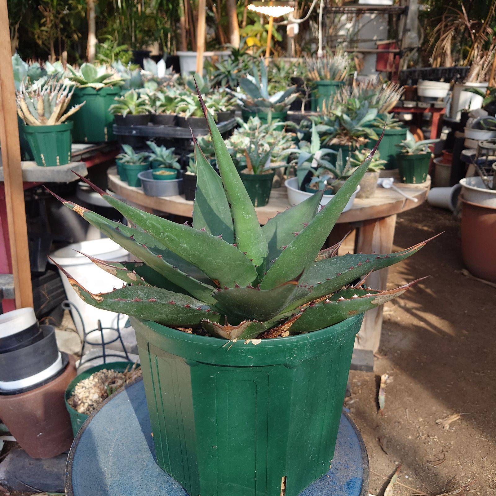 観葉植物 アガベ ジェントリージョーズ ① カキ仔 中株