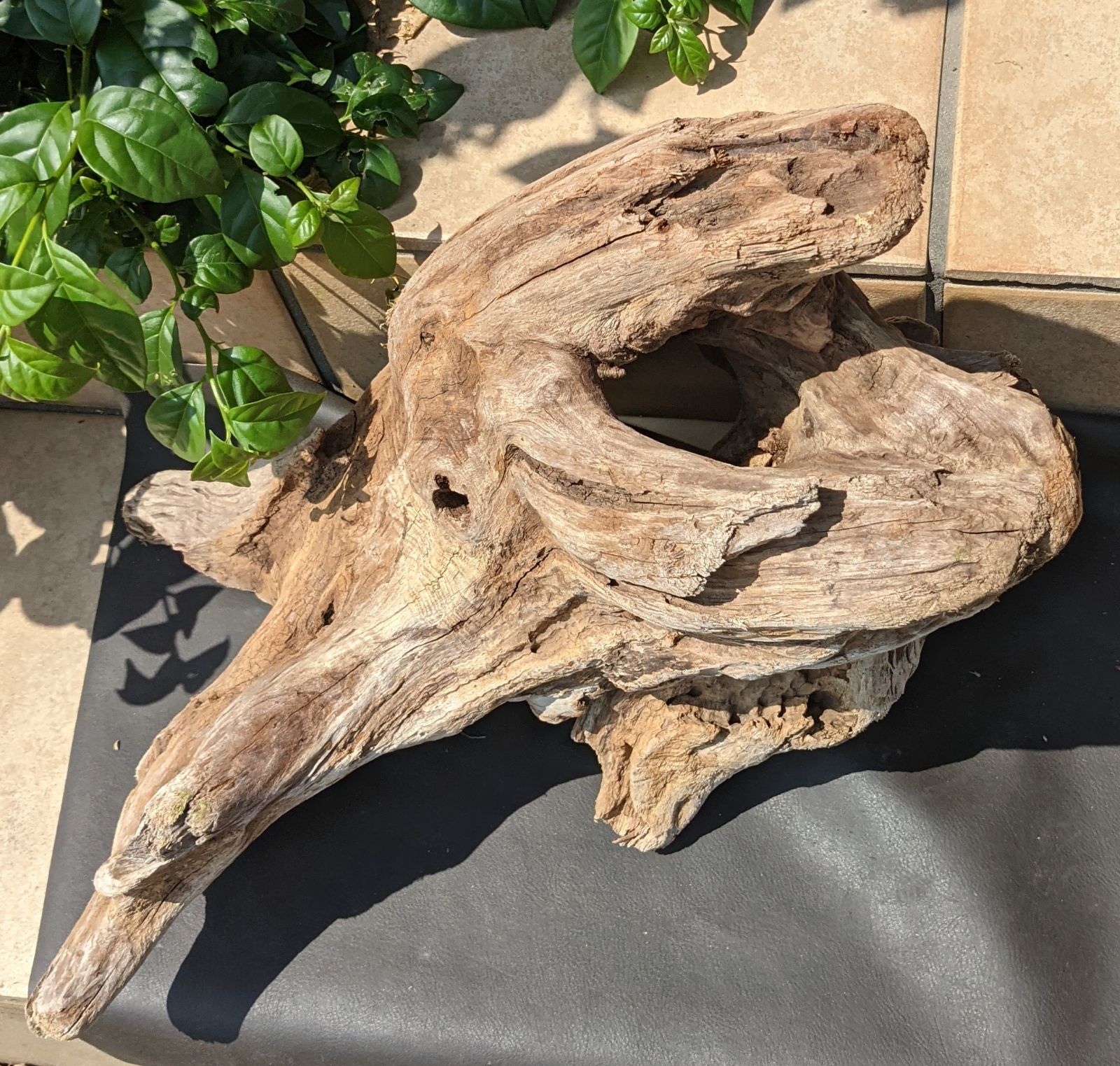 CV12【大型流木】ロックガーデン向き/爬虫類等レイアウト用品（洗浄済