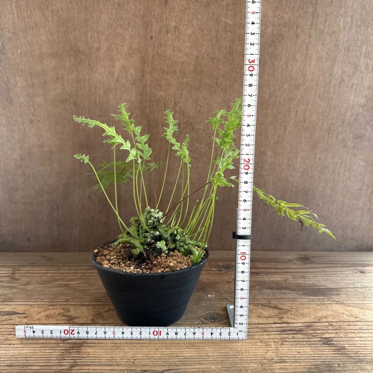 石化 タイワンアオネカズラ① Polypodium formosanum 現品 ウラボシ科