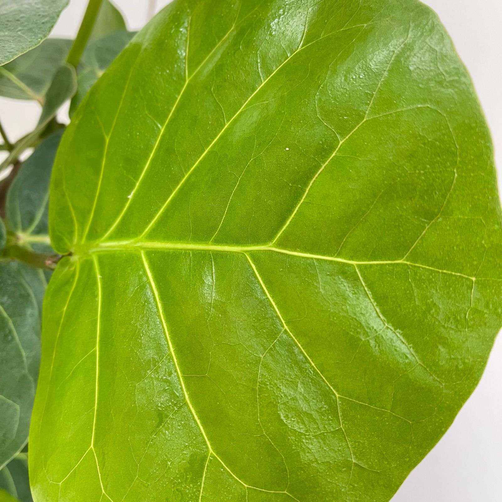 シーグレープ 曲がり 6【現品】観葉植物 大型 - メルカリ