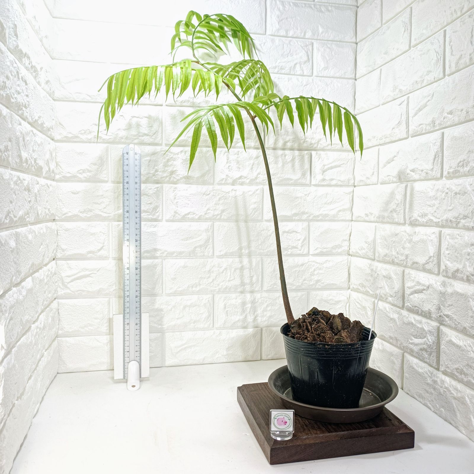 2鉢セット！！【鉢ごと発送】タイ シルバーソテツ Cycas sp.silver