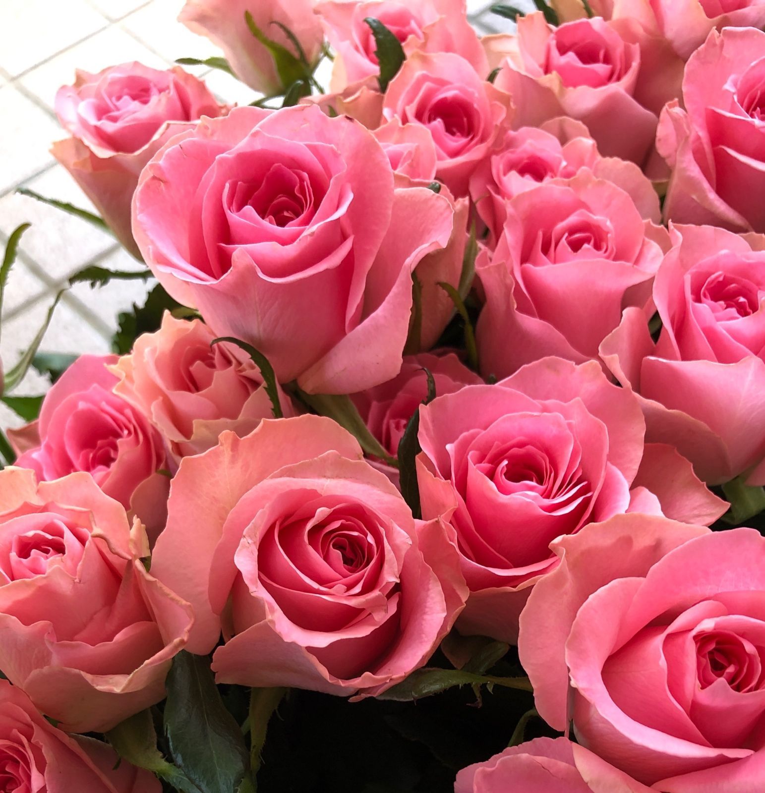 切り花 B3R5SS1M3 P2NNK3 ピンクのバラの女王様☆四季咲き大輪 切り花 B3R5SS1M3 P2NNK3 ピンクのバラの女王様☆四季咲き大輪