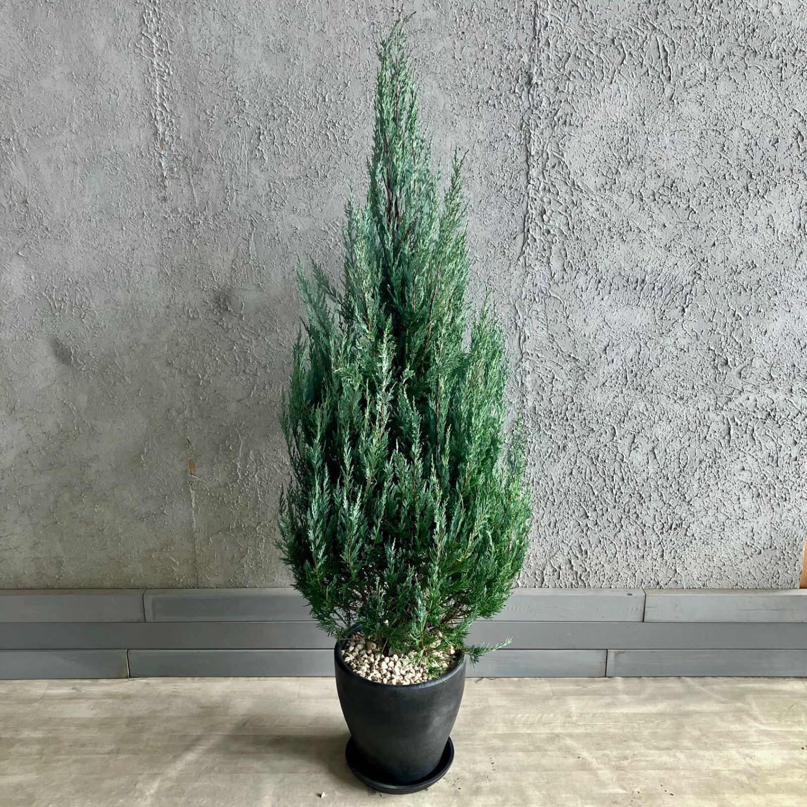 テラコッタ鉢植え アンティーク風