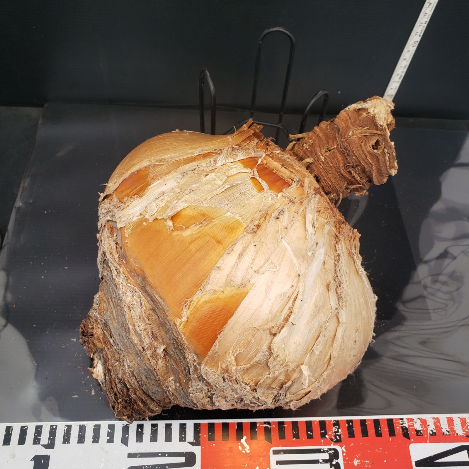 Z414 最新到着 Boophane ハエマンソイデス ML 現地球 抜き苗 球根植物 ブーファン ハエマンソイデス YUZUMIYA_COM