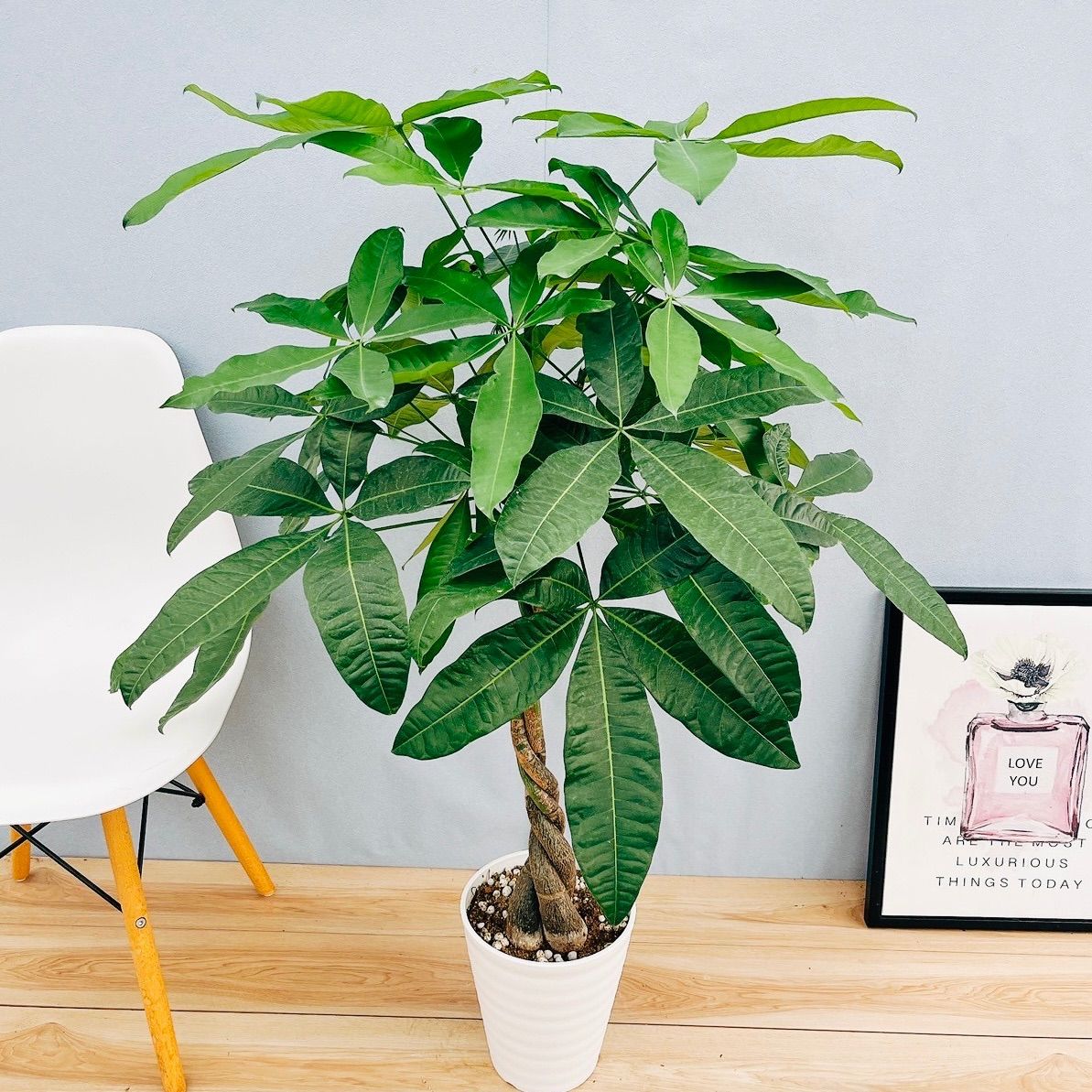 ［現品］1番　パキラ　編み込み　7号　観葉植物　室内　おしゃれ　かわいい　ねじり 在庫］パキラ 編み込み 7号 観葉植物 おしゃれ 室内 ねじり