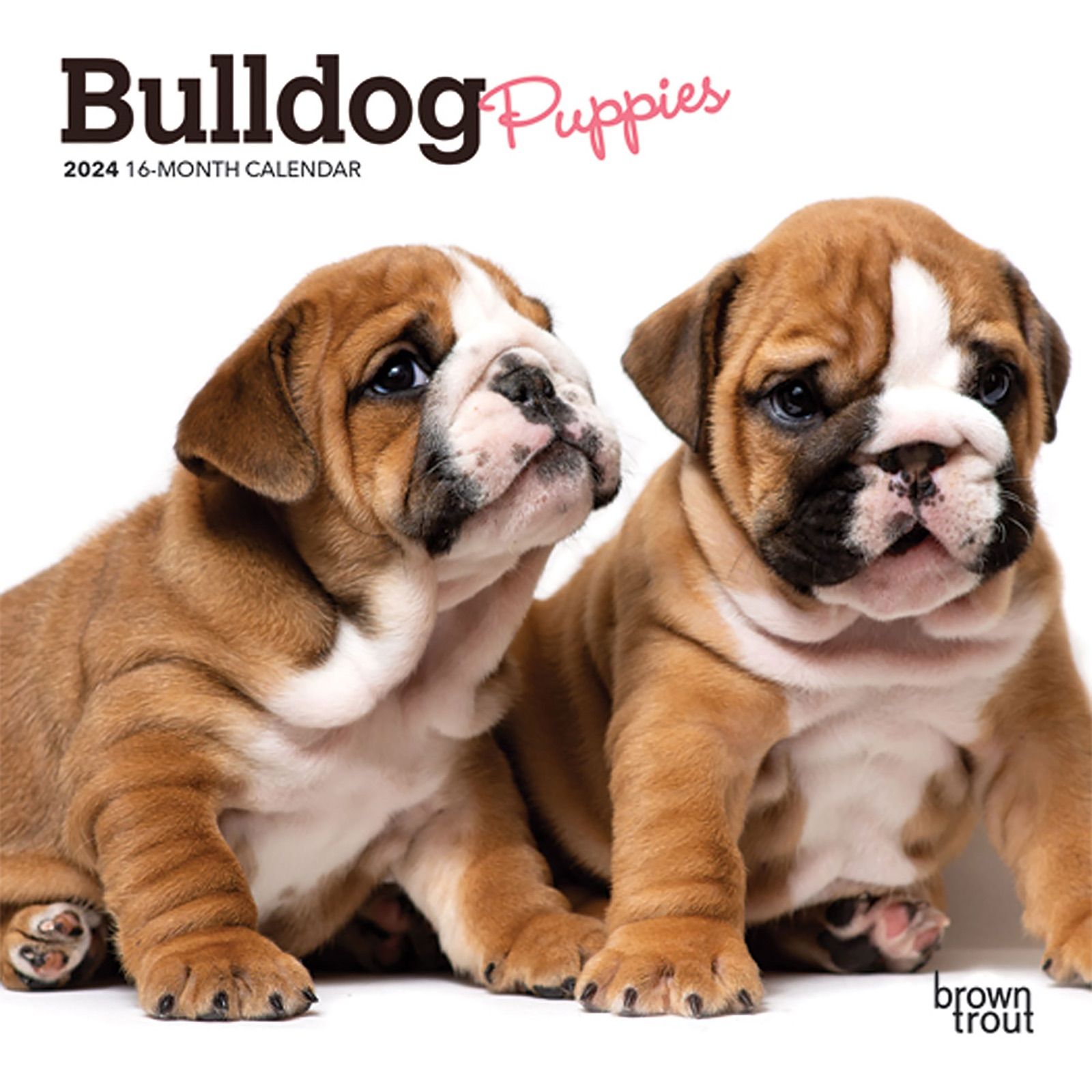 【輸入版】2024年 子犬のブルドッグ ミニ カレンダー / ブラウントラウト 17.8 x 35.6 cm (Bulldog Puppies