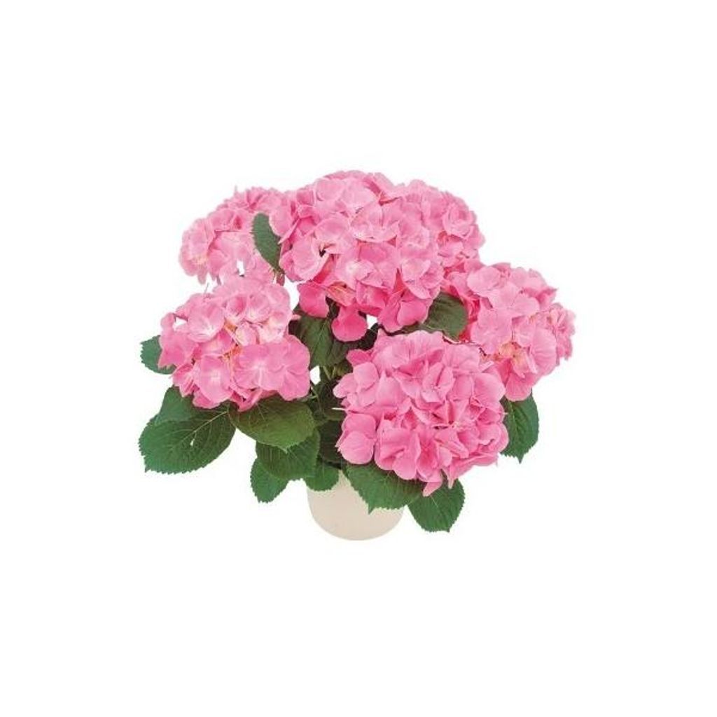 2025 アジサイ ピンク系 紫陽花 品種おまかせ 鉢植え 5号 ギフト プレゼント 送料無料