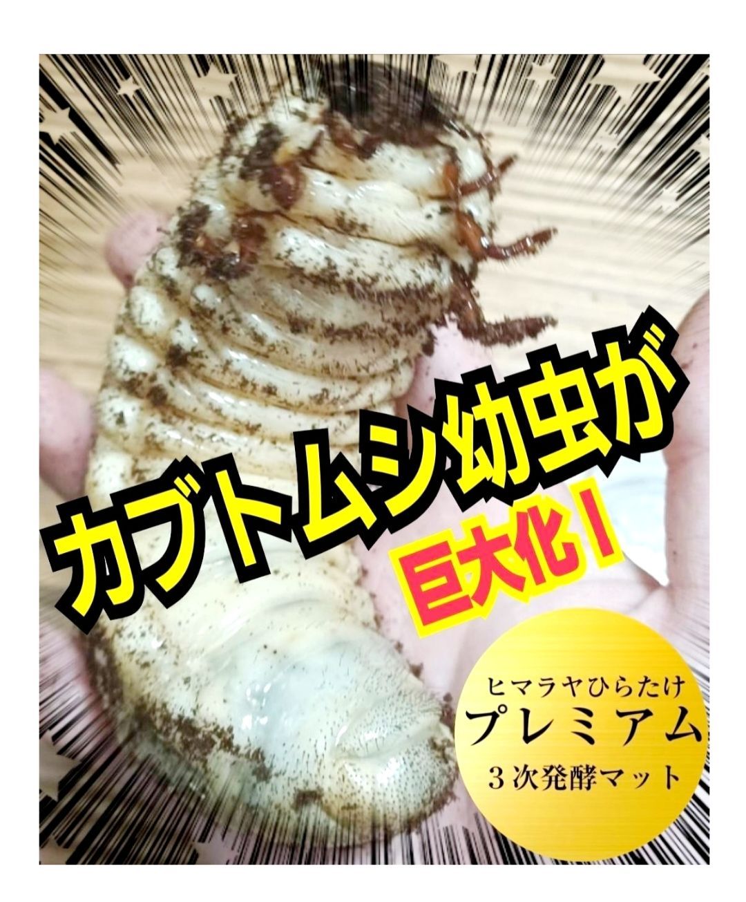 送料無料！80リットル　カブトムシ幼虫の餌！巨大化！ヒマラヤひらたけ発酵マット 80リットル入り！最強のカブトムシ幼虫の餌！ヒマラヤひらたけ菌床発酵