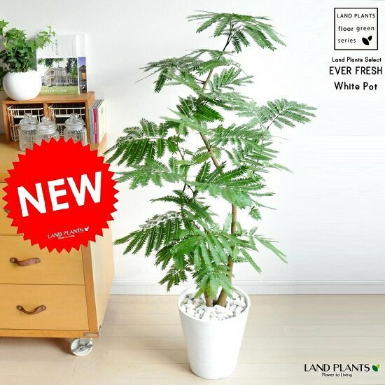 モンステラ ボルシギアナ ホワイトタイガー 鉢植え3株寄植え 葉っぱ16