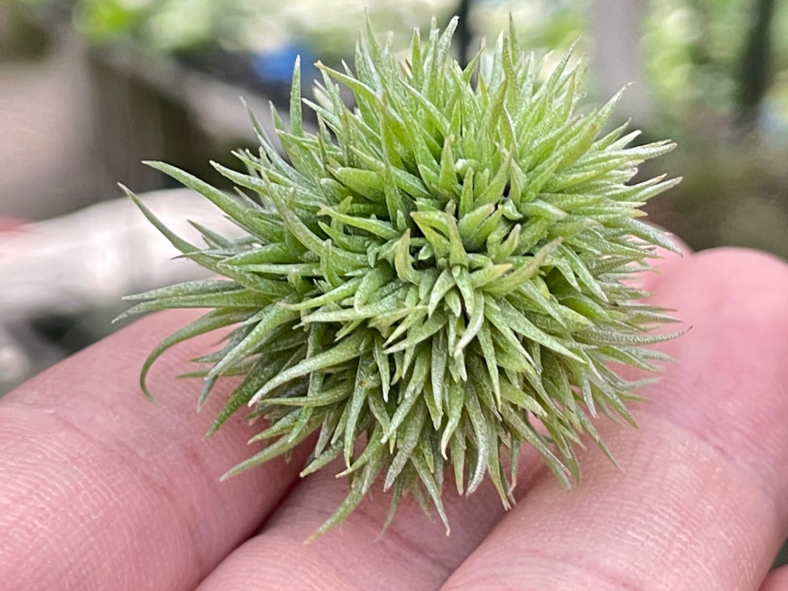 メルカリshops 大 ティランジア アエラントス テディベアaeranthosteddybear