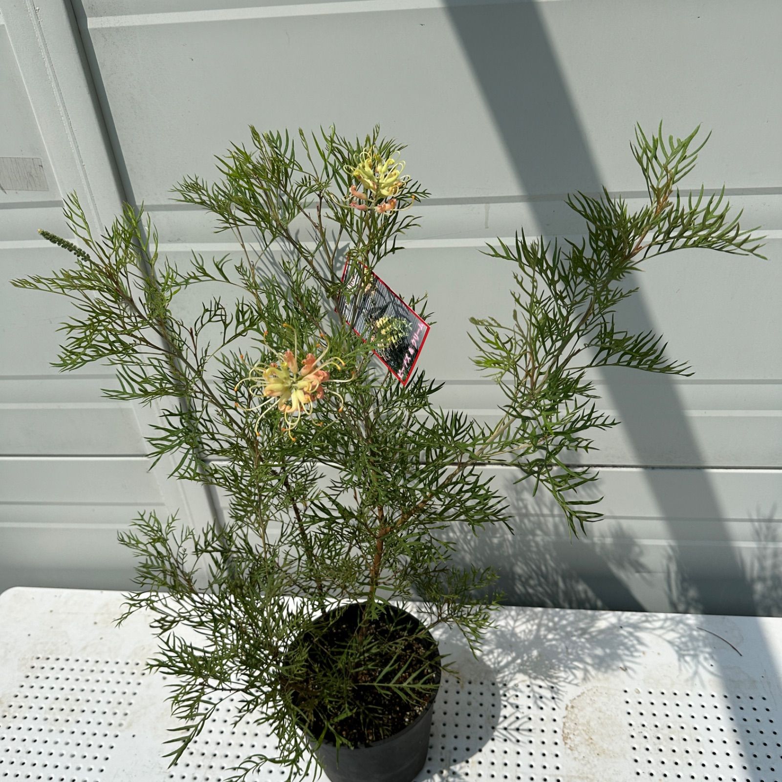 ④ グレビレア ピーチアンドクリーム 8号 大株 オージープランツ 美株