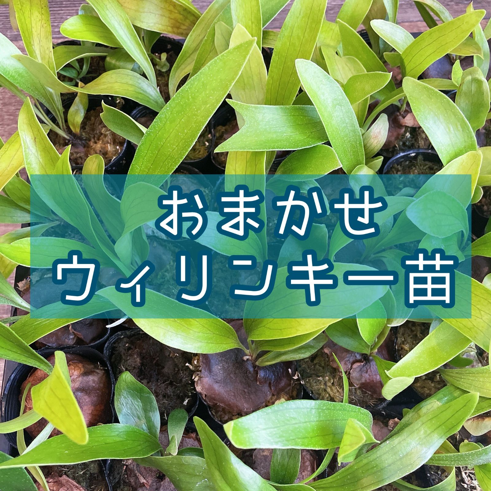 willinckii ウィリンキー ビカクシダ おまかせ苗 - メルカリ