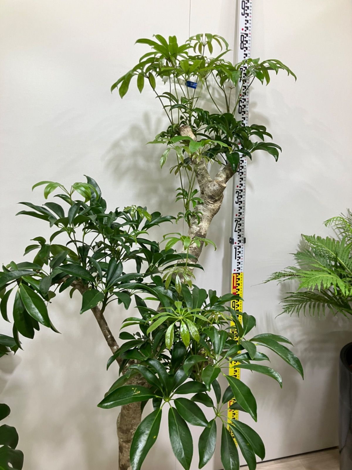 シェフレラ朴もの② 10号鉢 引き取り限定 - メルカリ