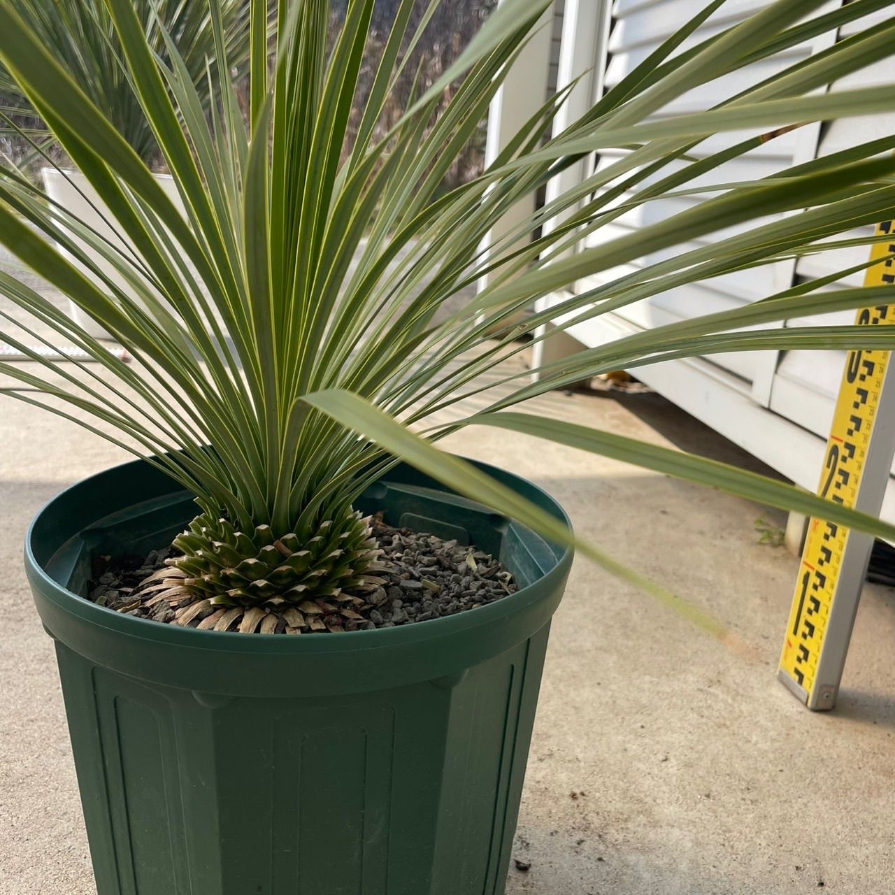 ユッカ ロストラータ 【y05】観葉植物 ドライガーデン 鉢付き