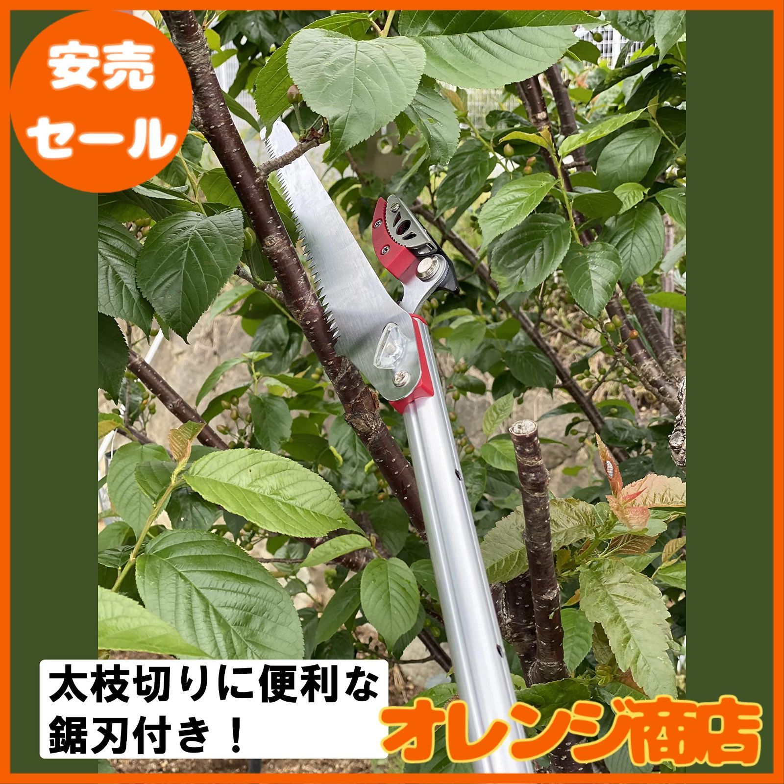 5m まで剪定