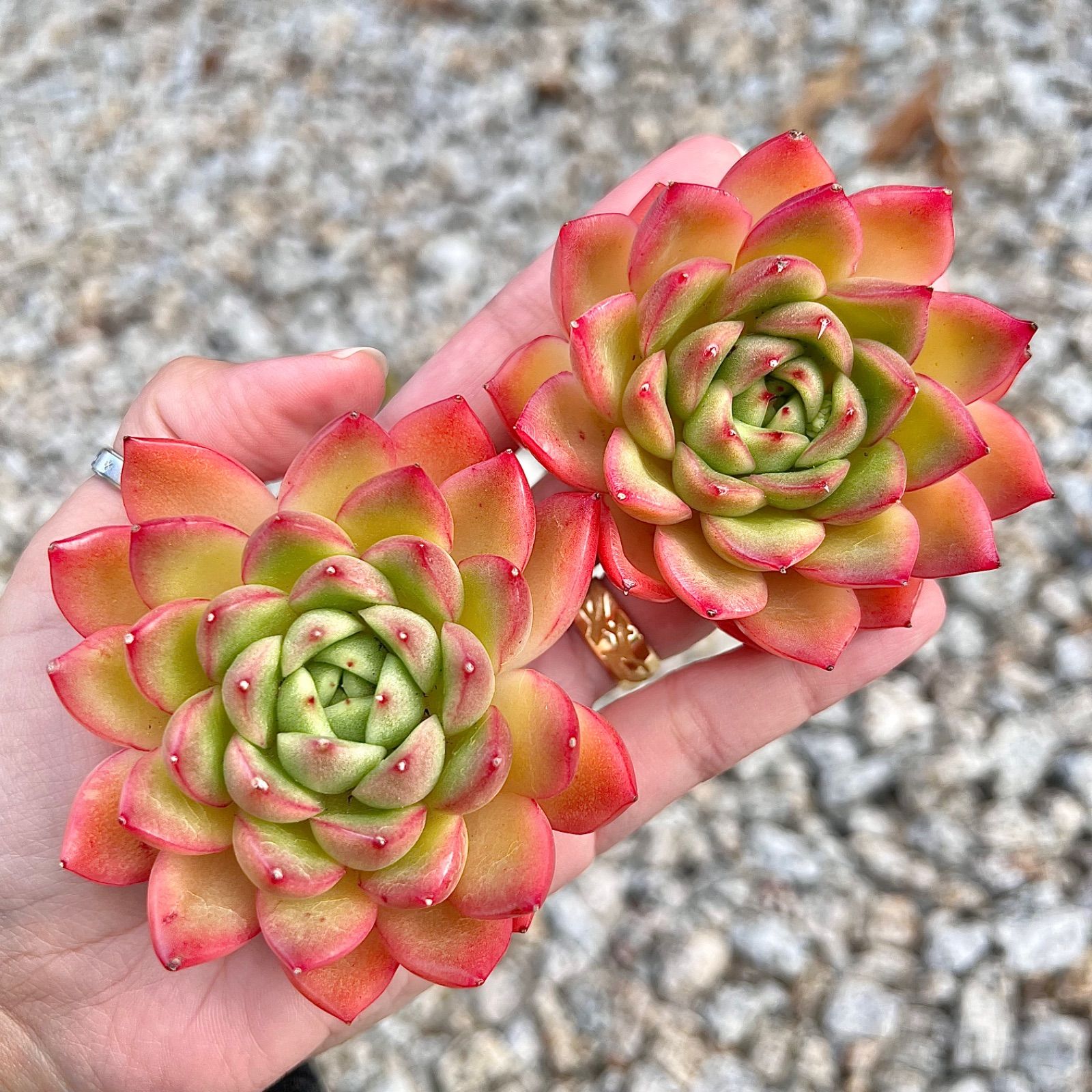 価額全部ショップの中に 多肉植物 韓国苗 くるん 発送は金曜日様