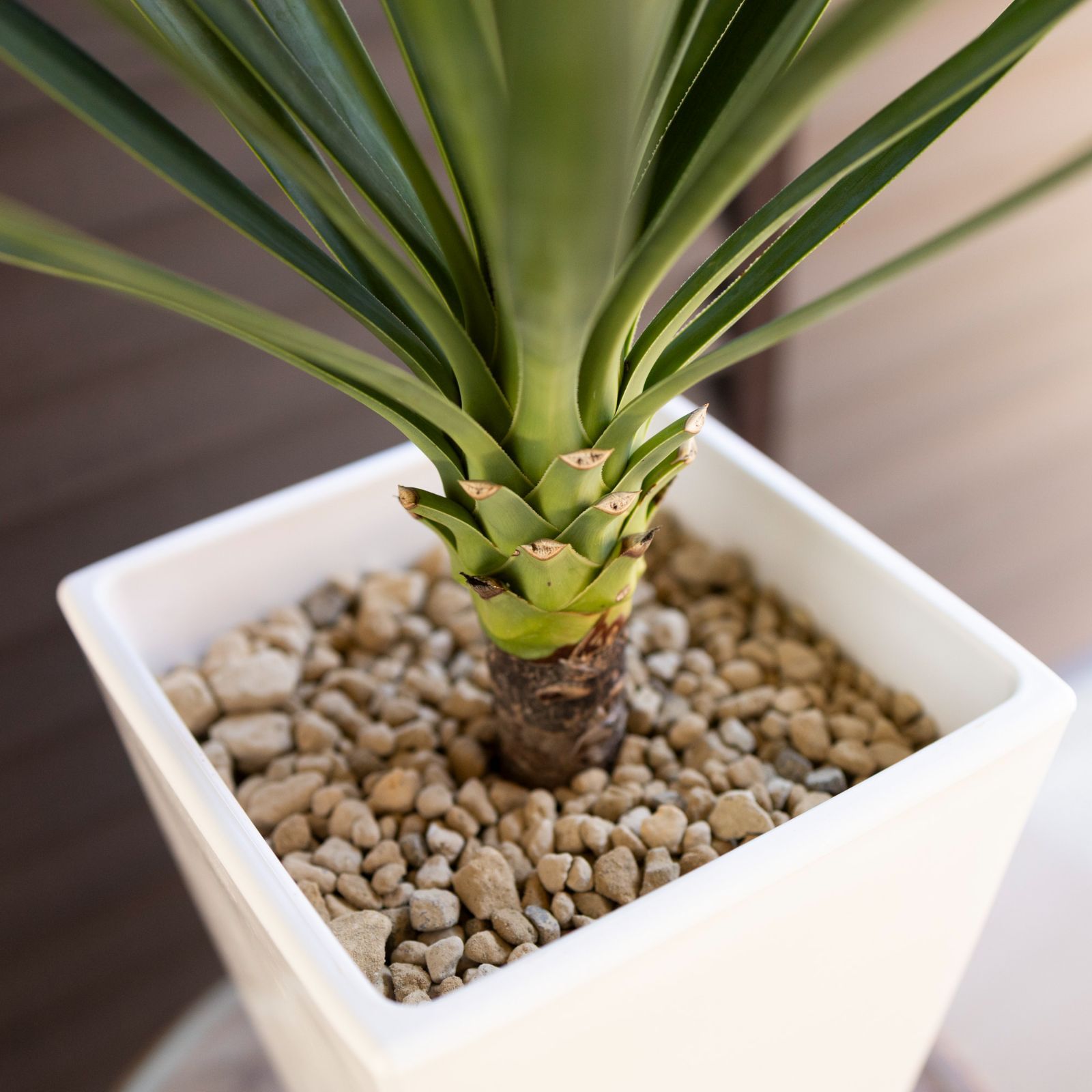 ユッカ アロイフォリア 千寿蘭 アロイフォリア 千寿蘭 斑入り 150cm