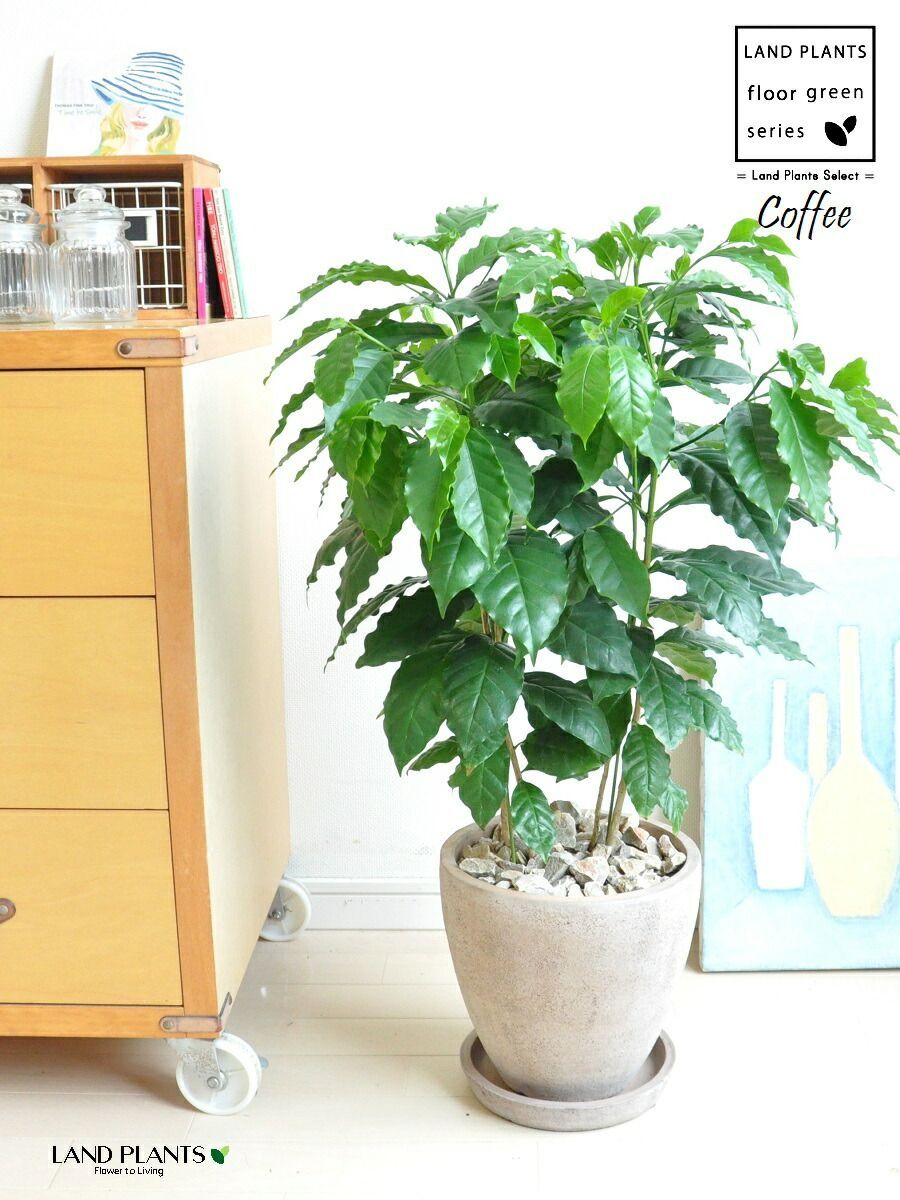 コーヒー(珈琲)の木 鉢付き 楽天市場】コーヒーの木 7号+スクエアホワイトロング陶器鉢 Gタイプ