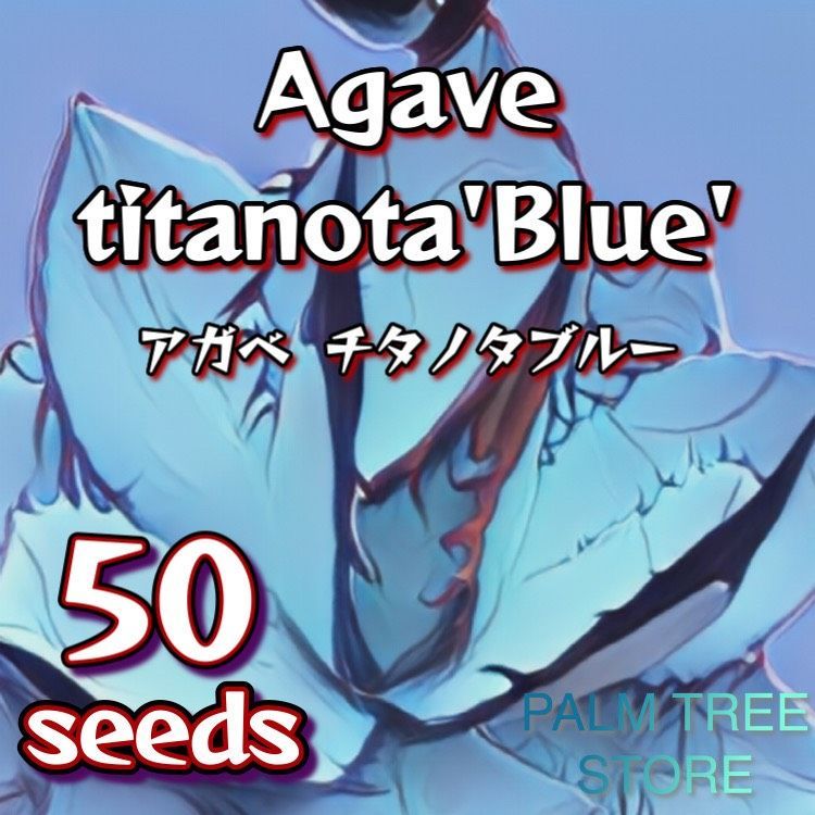 20粒 アガベ チタノタブルー 種子 AGAVE TITANOTA BLUE □クリアランス