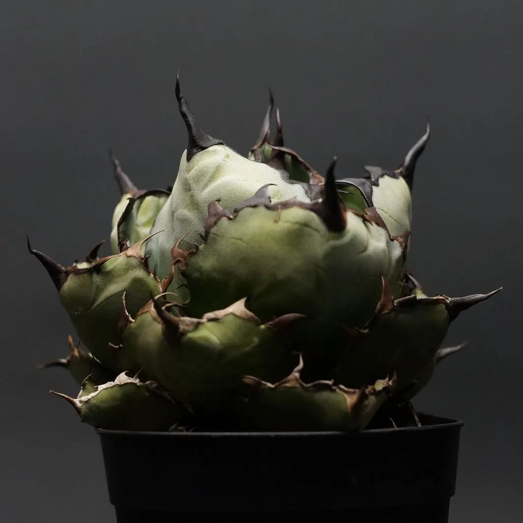 アガベ チタノタ プレステラ150 アガベ チタノタ プレステラ150