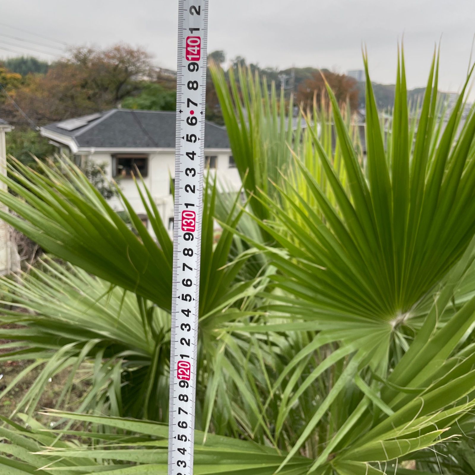 6m越え】特大ワシントンヤシ - メルカリ