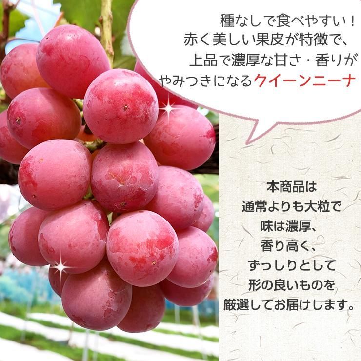 ぶどう詰め合わせ 約5kg シャイン ナガノパープル クイーンニーナ 種なし巨峰 ぶどう 先行予約 シャインマスカット ＆ ナガノパープル