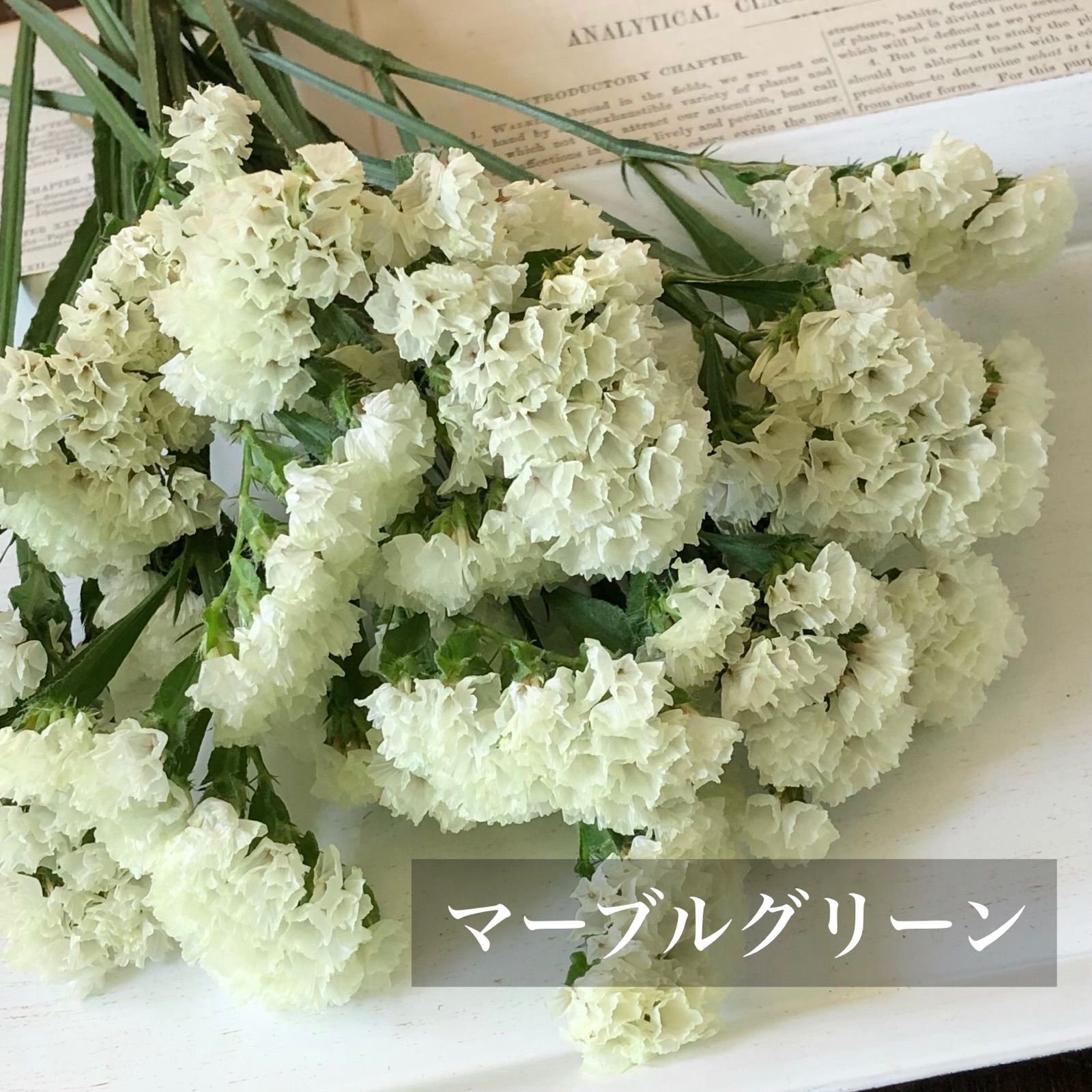 桃色スターチスのグリーンリース✳︎ドライフラワー◎26センチ 