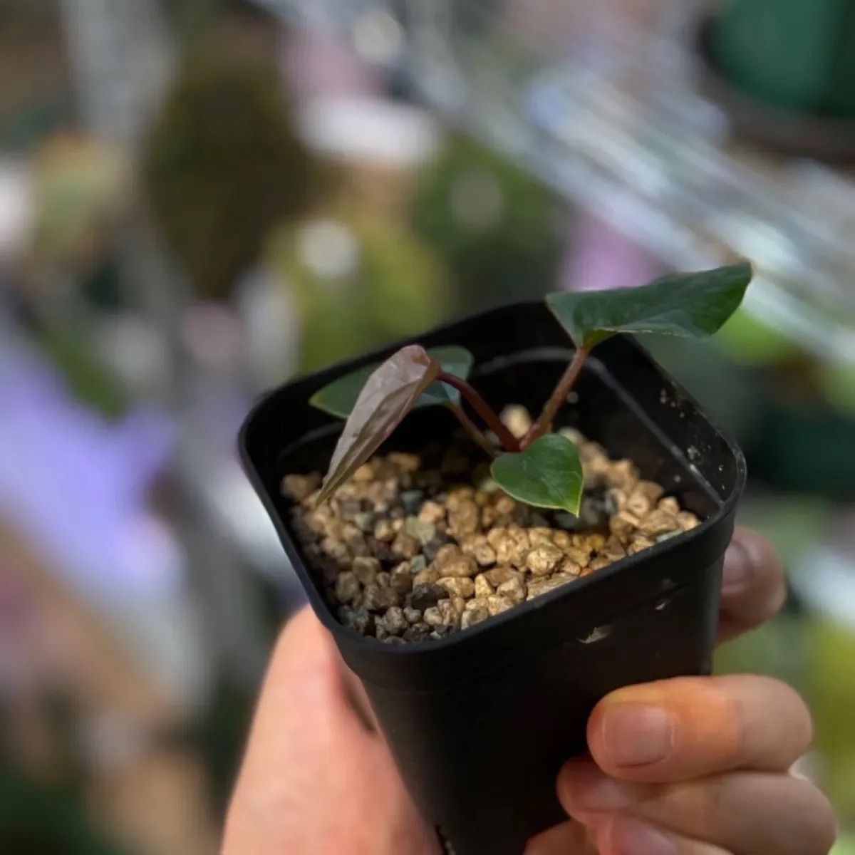 Anthuroom】(select) Anthurium 