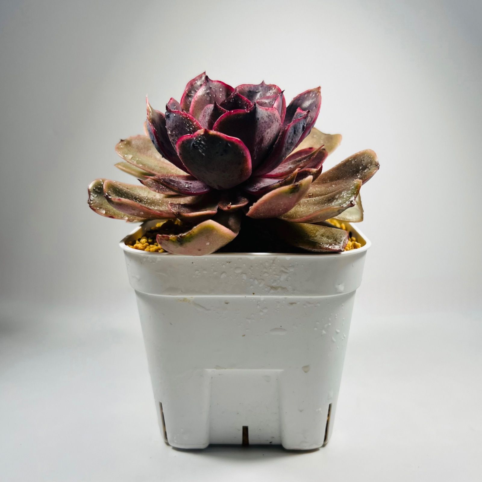 大苗】韓国苗 エケベリア ボディピンク 多肉植物 - メルカリ