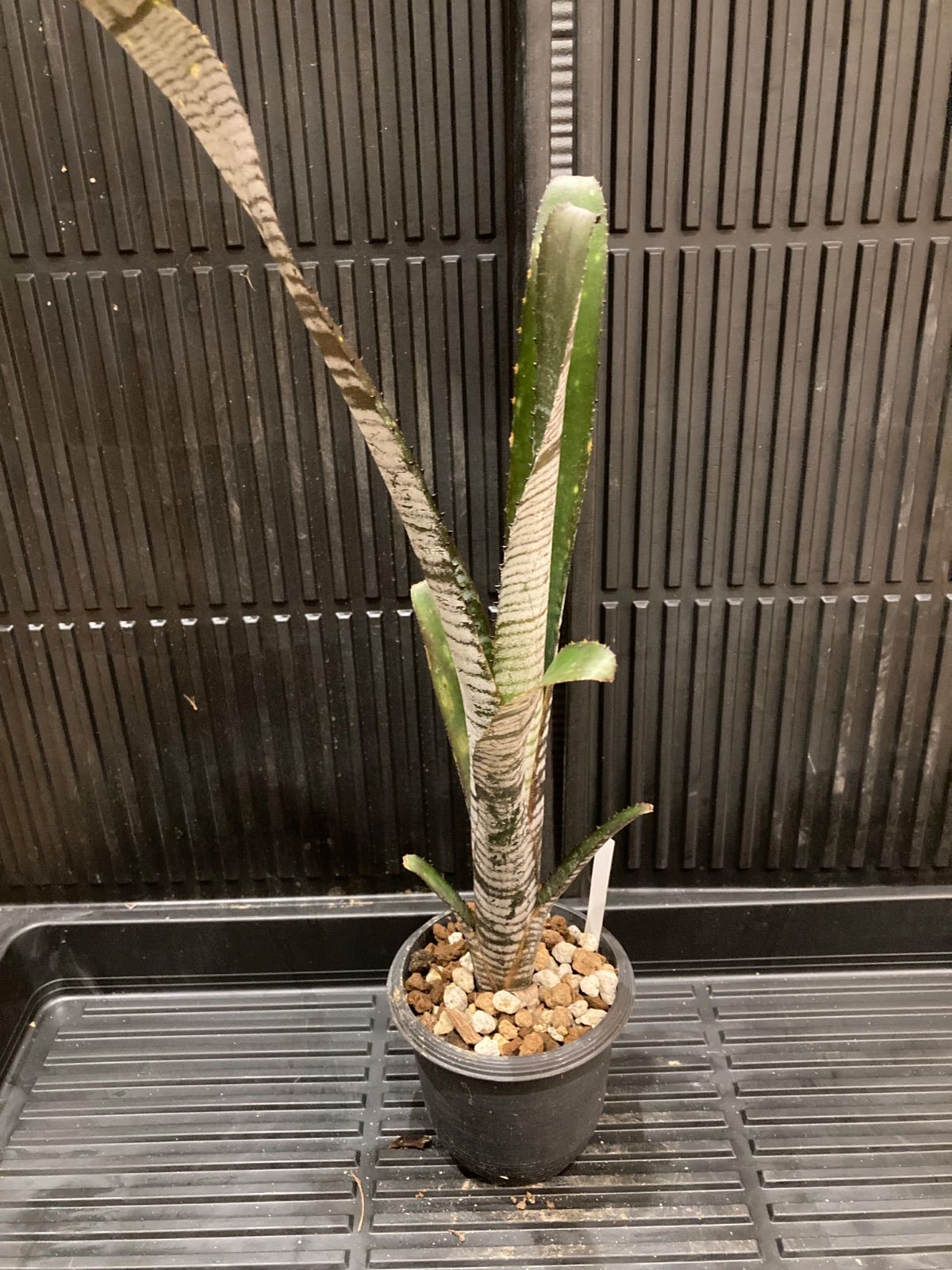 ビルベルギア ユーチューブ① 抜き苗 速達便 タンクブロメリア