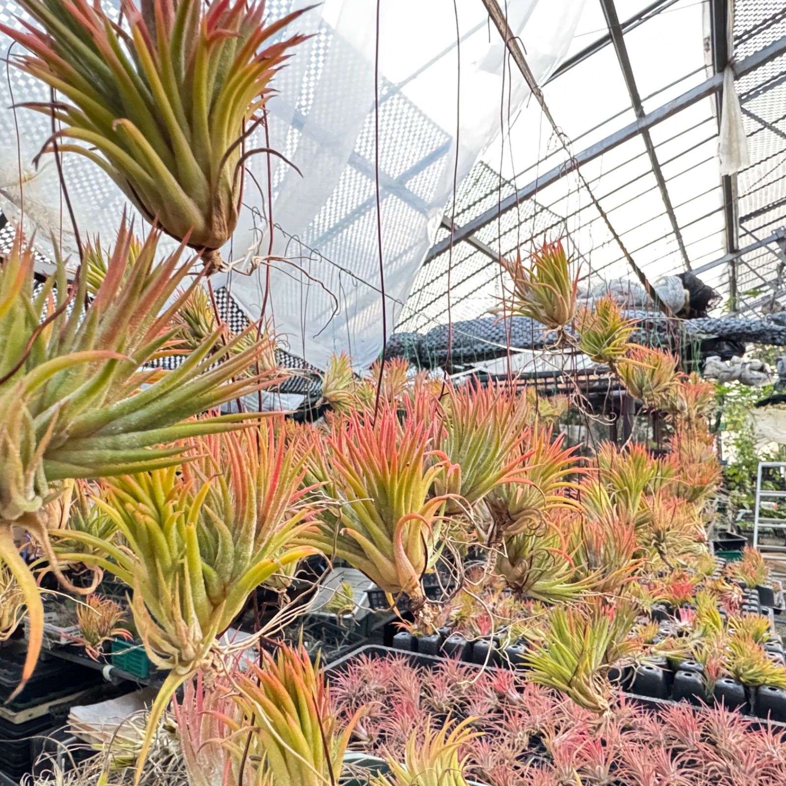 大＊ チランジア キセログラフィカ × ブラキカウロス Tillandsia