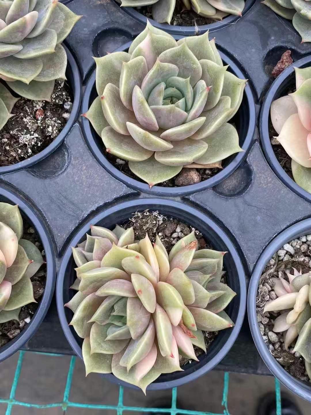 18株の抜き苗セット】デレシナ錦 多肉植物 佐川急便発送 エケベリア