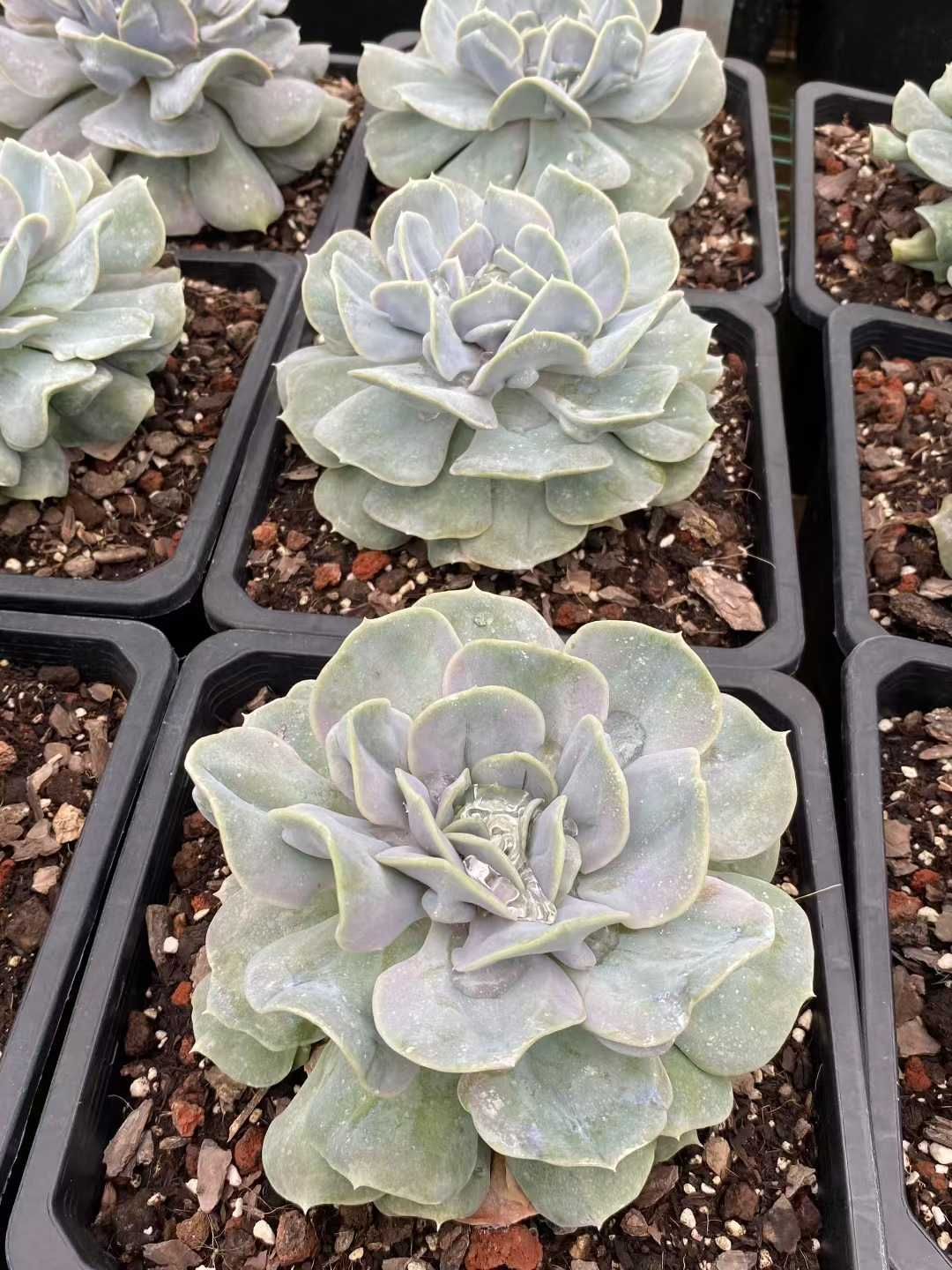 多肉植物 佐川急便発送