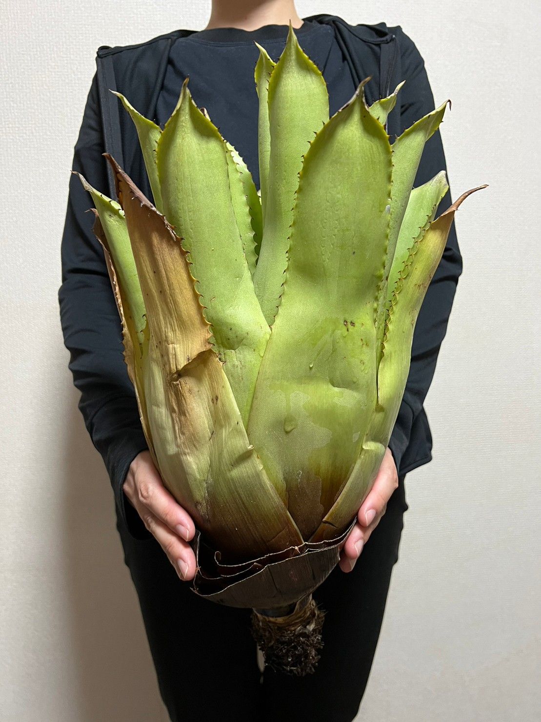 57. 特大株 ▽Hohenbergia Catingae▽ ホヘンベルギア カティンガエ