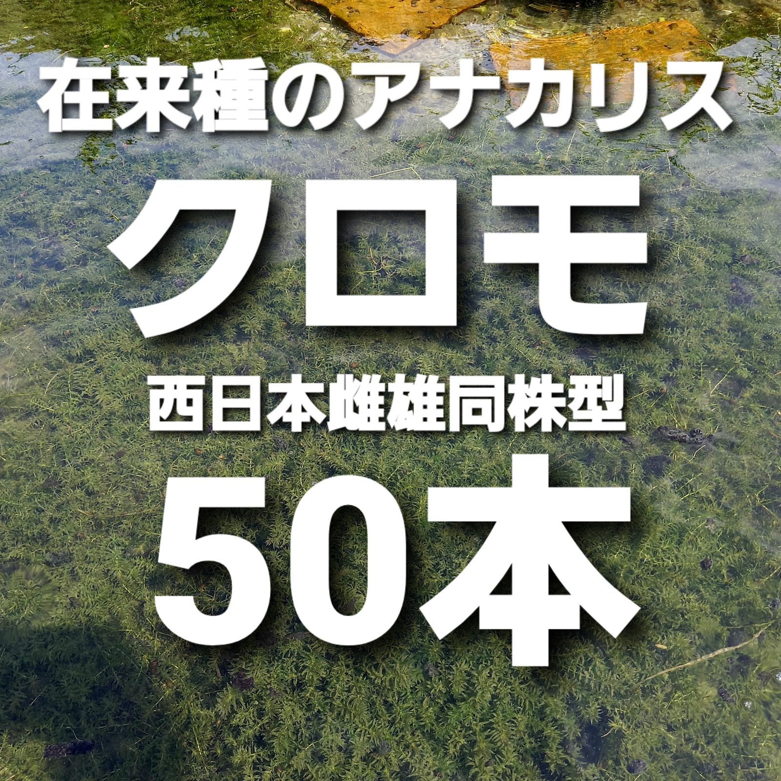 在来種のアナカリス 【クロモ】株ごと50本以上 阿蘇の湧水で育った日本