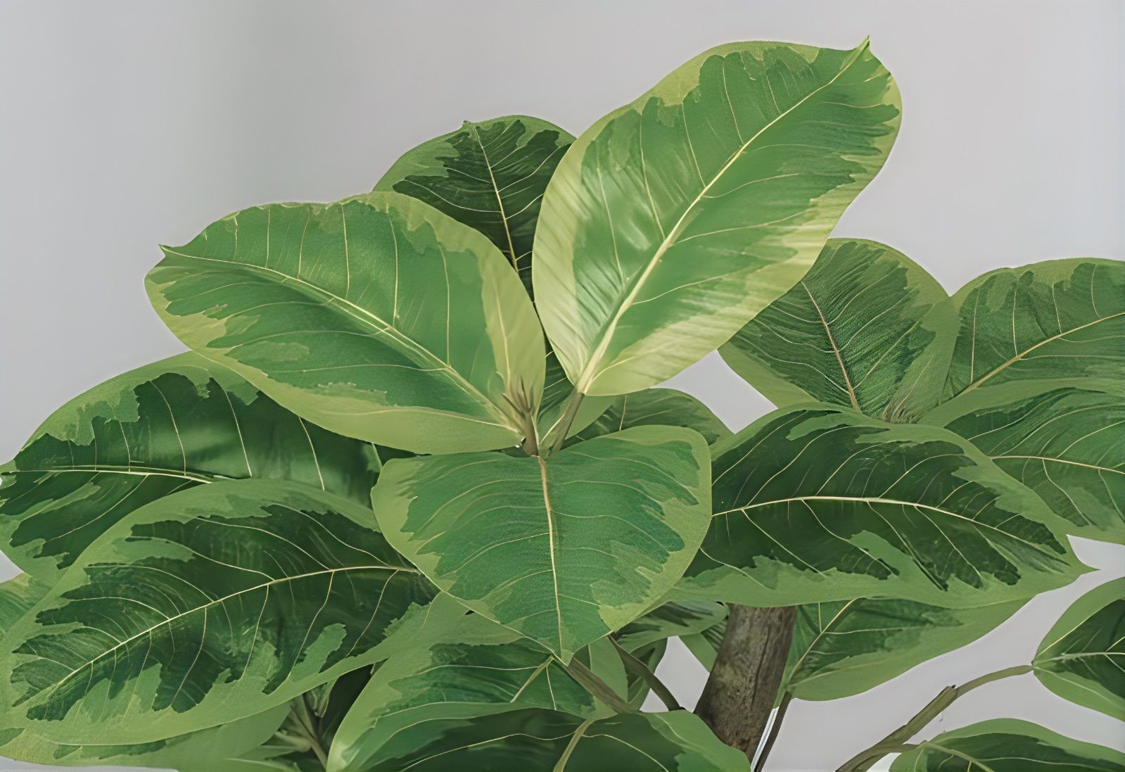 光触媒　人工観葉植物　ウォールグリーン　フェイクグリーン　アルテシマ株立FST 光触媒 人工観葉植物 ウォールグリーン フェイクグリーン