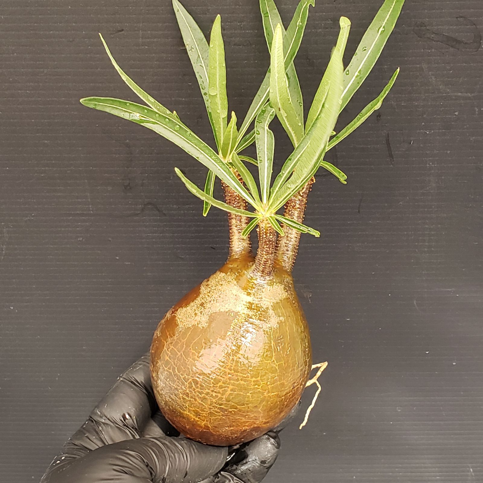 P278【自社養生・発根株】Pachypodium グラキリス（MS）（現地球