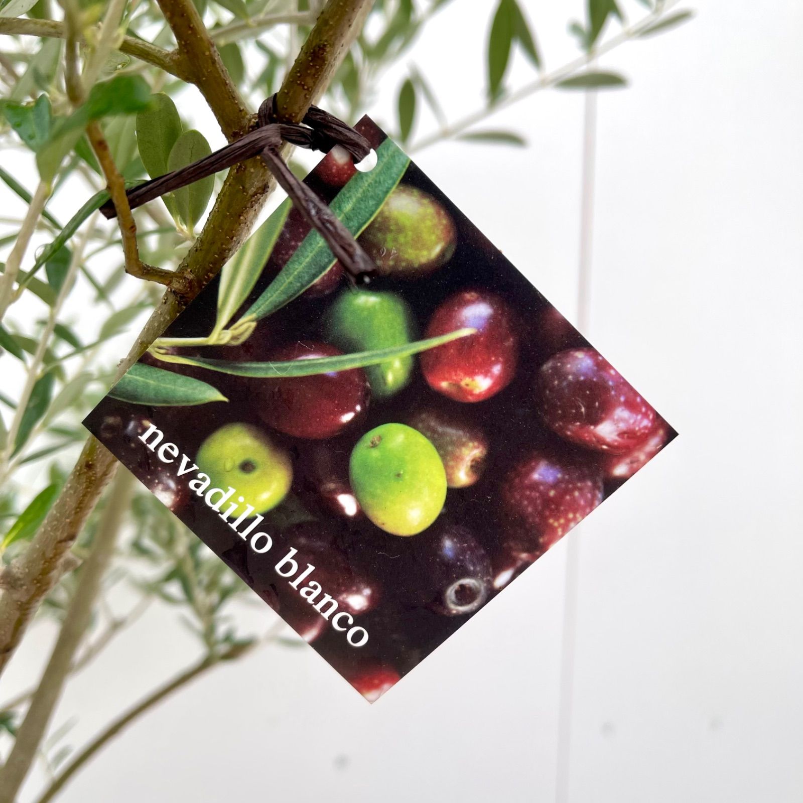 オリーブ ネバディロブランコ 20【現品】観葉植物 創樹 SOUJU 8
