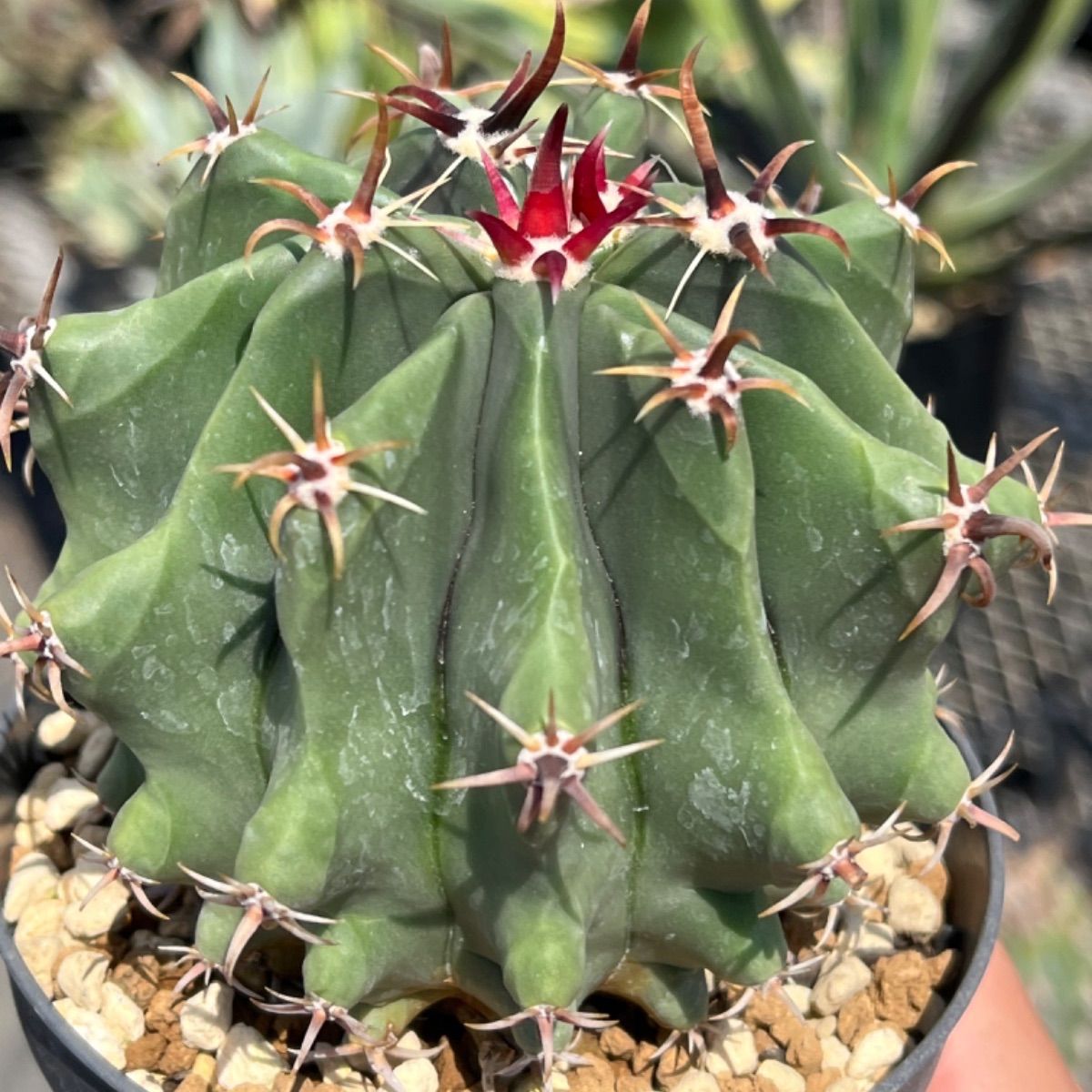 短刺巨鷲玉 Ferocactus horridus brevispinus サボテン - メルカリ