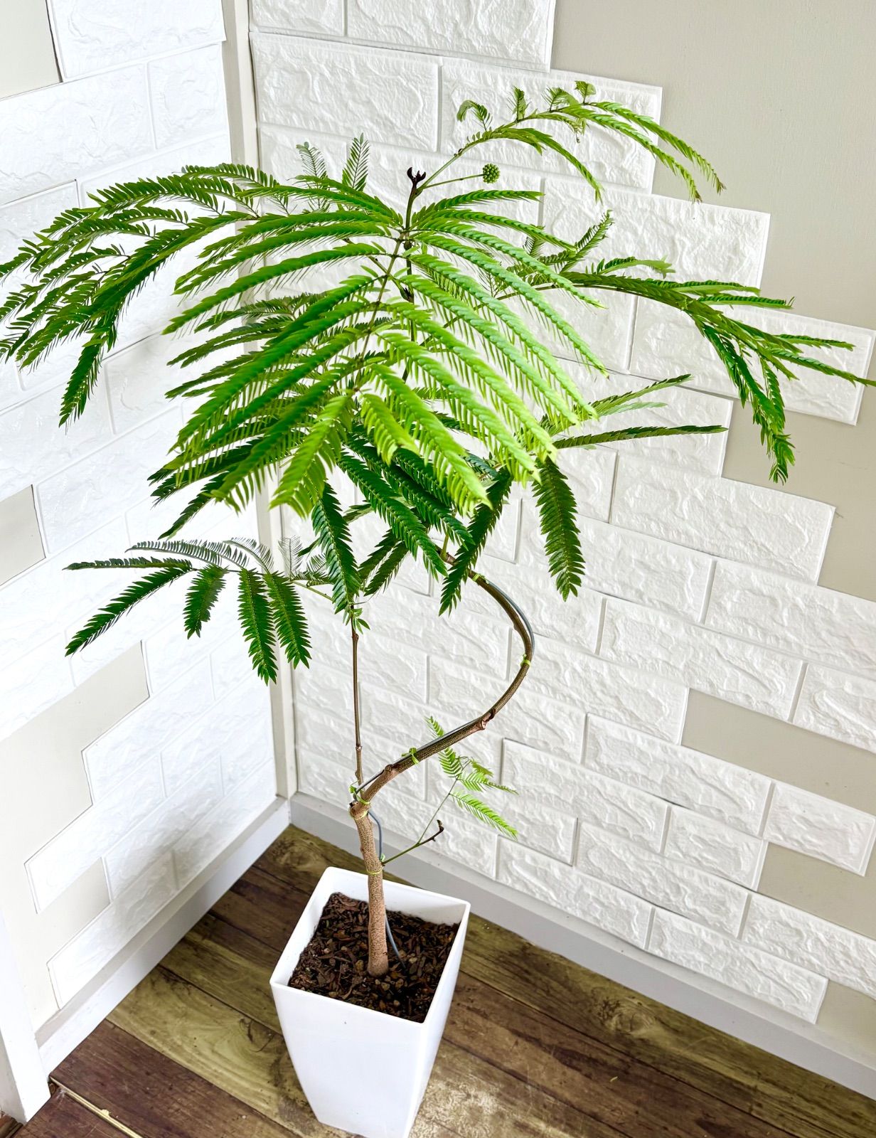 エバーフレッシュ⭐️曲がり⭐️約125〜130cm エバーフレッシュ⭐️曲がり⭐️約125〜130cm 美しい樹形◎125cm