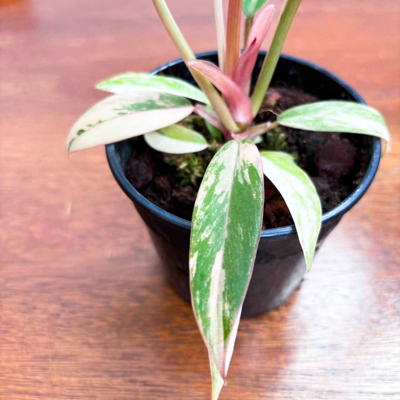 極斑】フィロデンドロンキャラメルマーブル philodendron caramel