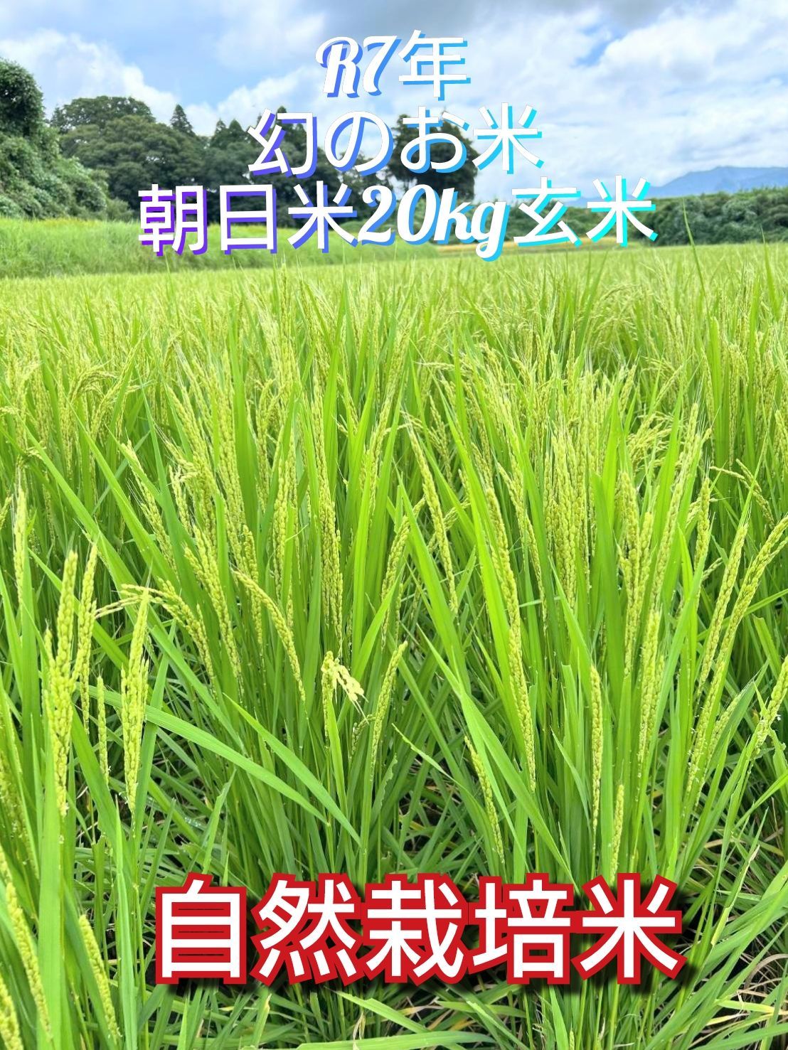 年 自然栽培米 朝日米20kg玄米