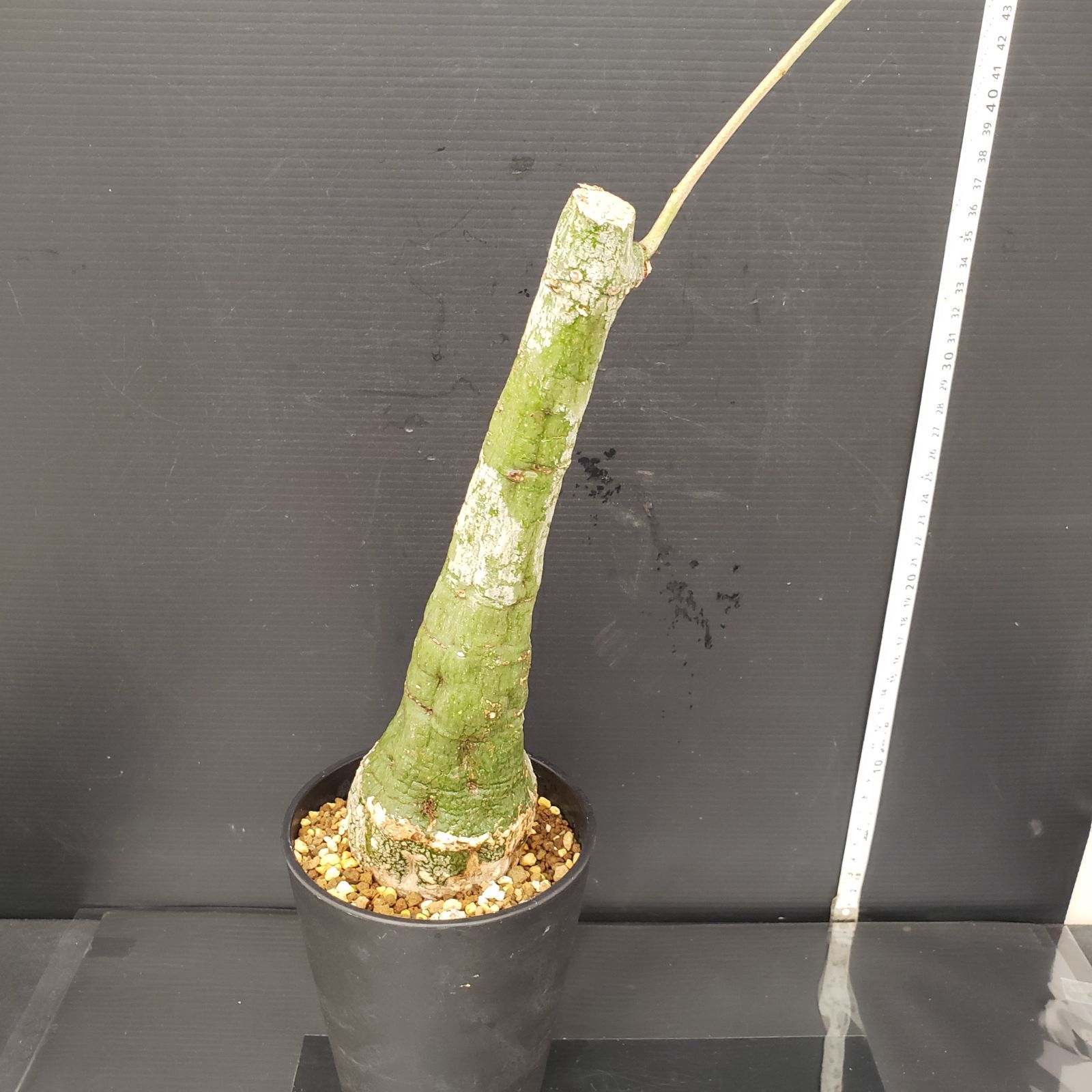 L076 厳選深緑！アデニア クリスタルグリーン 現地球 L076 厳選深緑！アデニア クリスタルグリーン 現地球 Adenia sp. nova