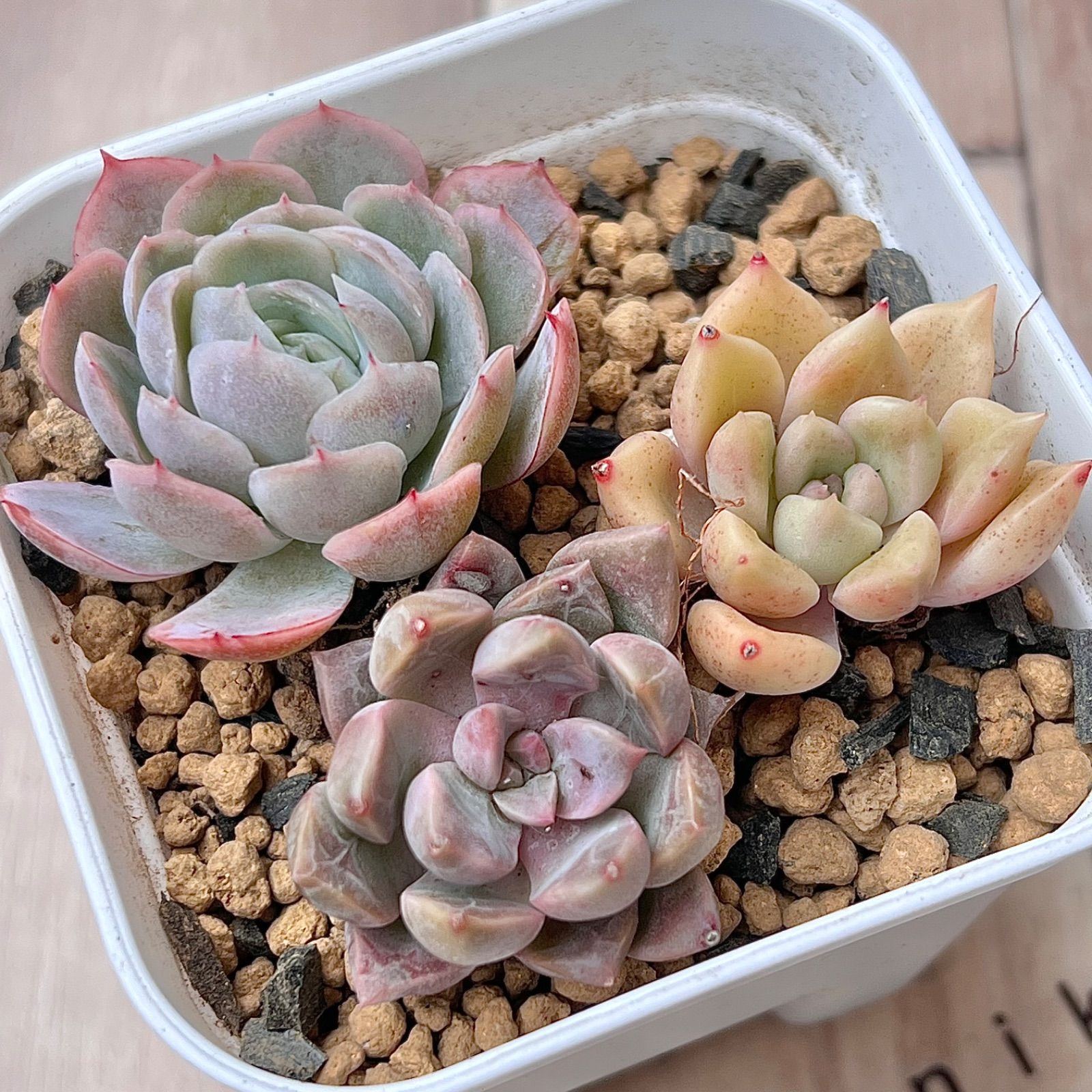 200苗3特可愛い 多肉植物 人気韓国苗 多種類お得なセット苗