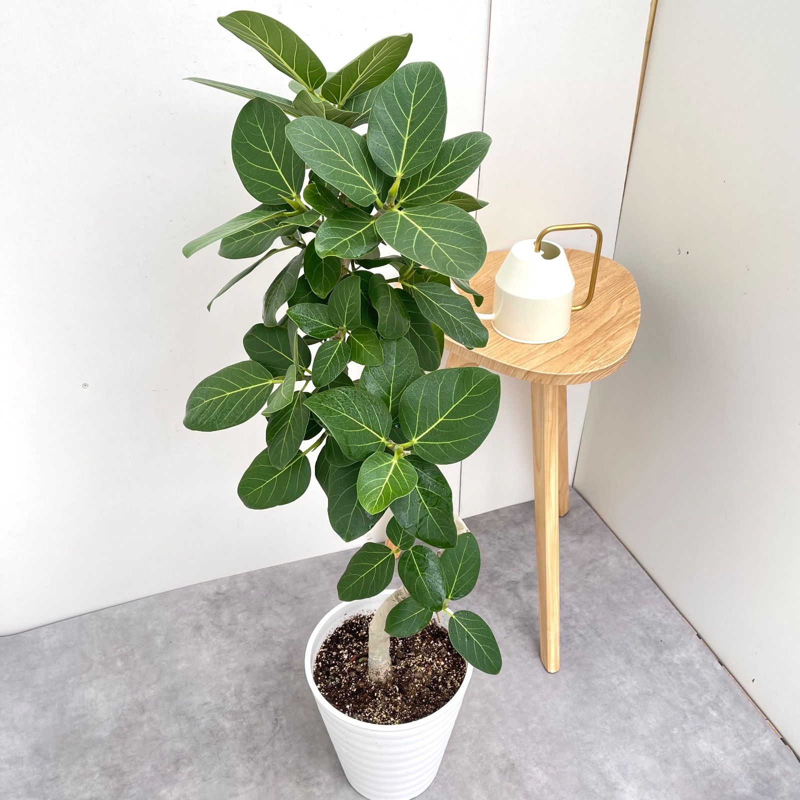 フィカス ベンガレンシス 曲がり 10【現品】観葉植物 大型 室内 - メルカリ