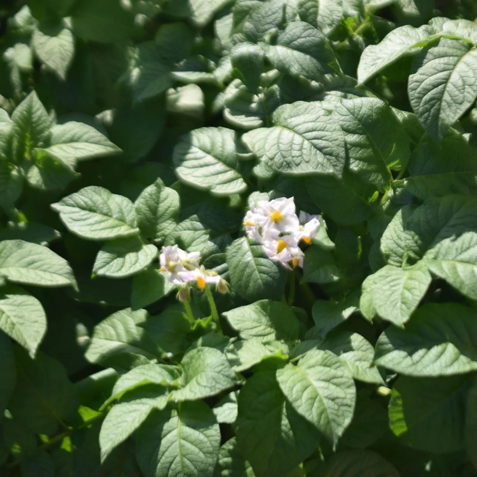 F|2.5 単焦点広角レンズ