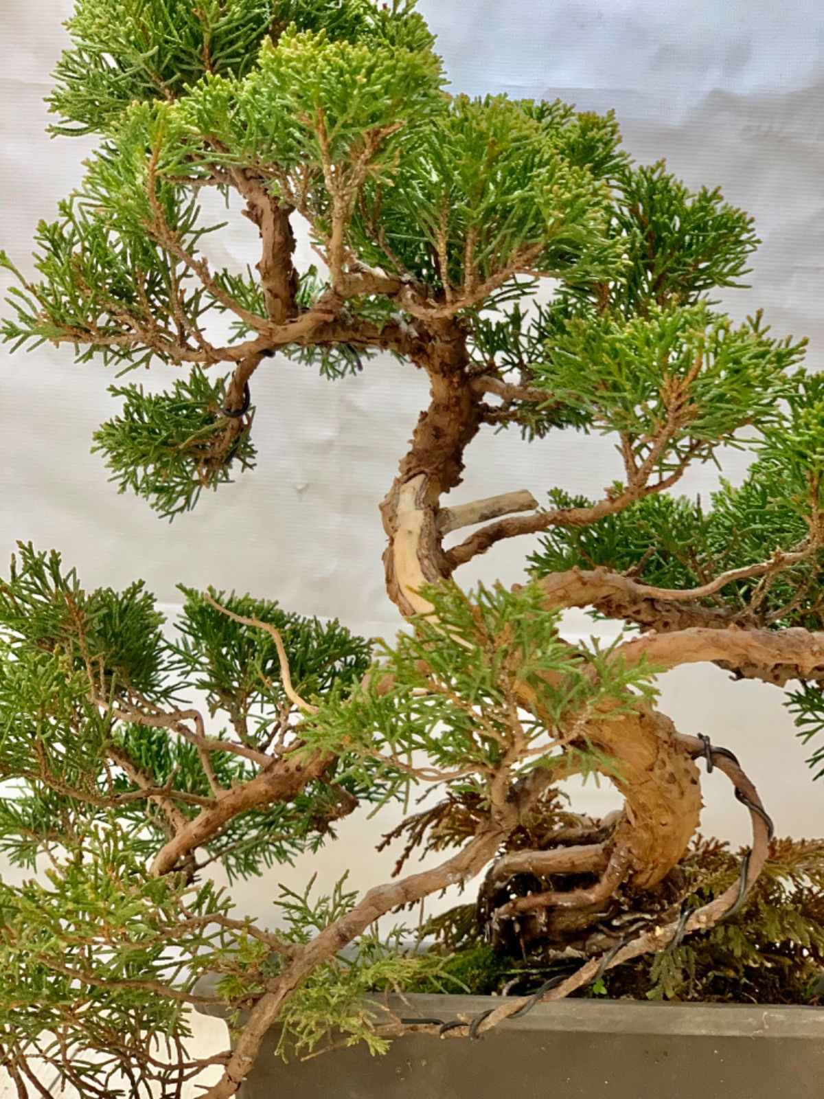 真柏 盆栽 しんぱく - メルカリ