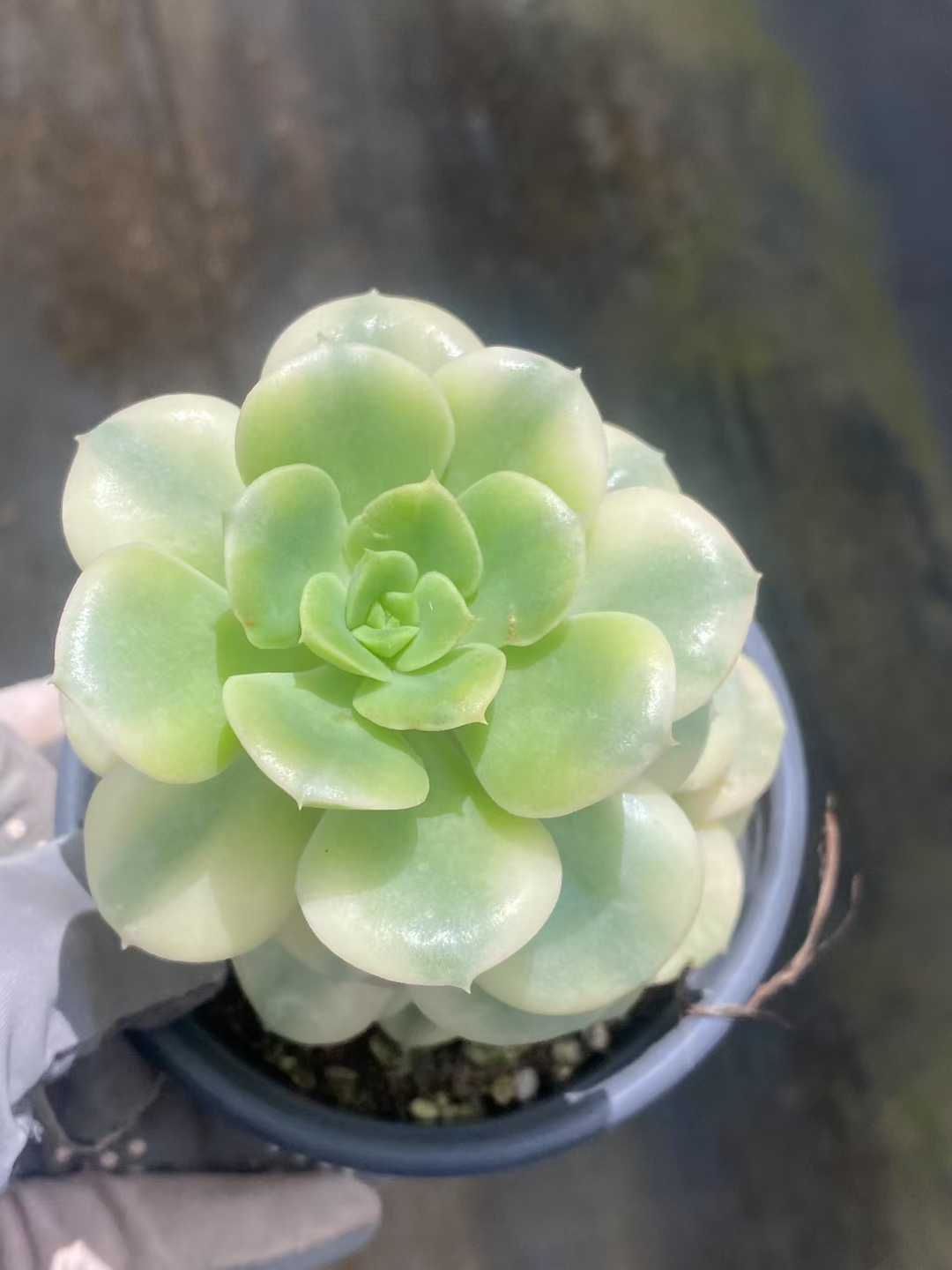 18株の抜き苗セット ニックサナー錦 多肉植物 佐川急便発送 エケベリア 韓国苗 MY447