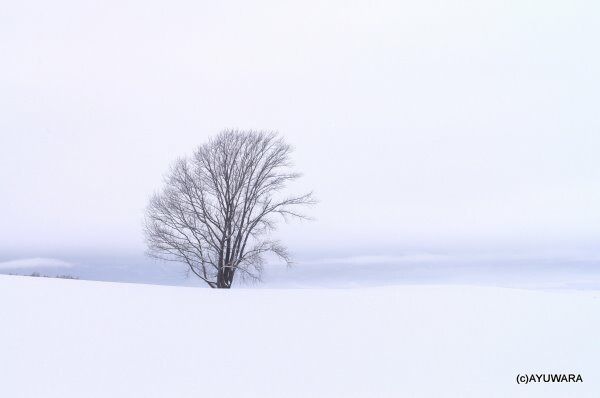 インテリア 額入り