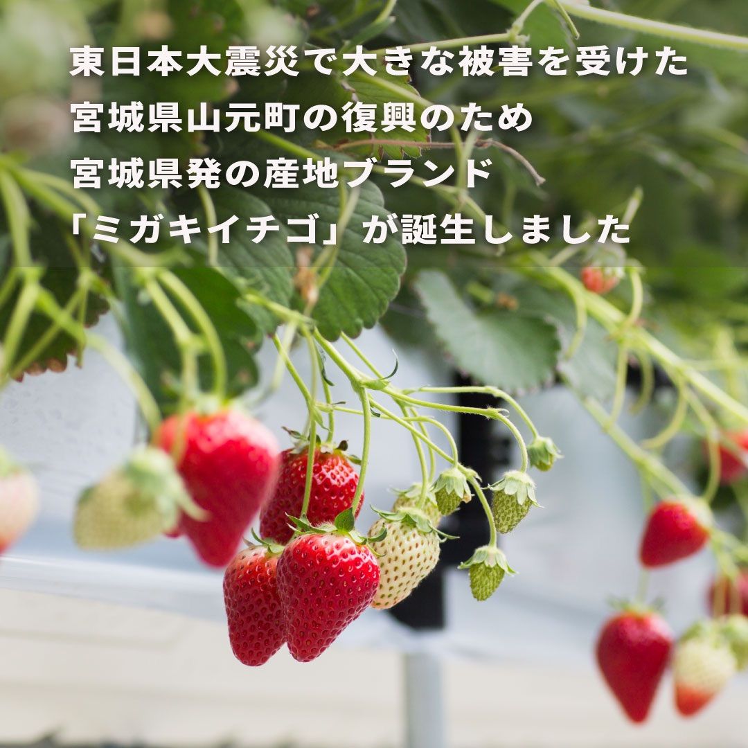 宮城県産